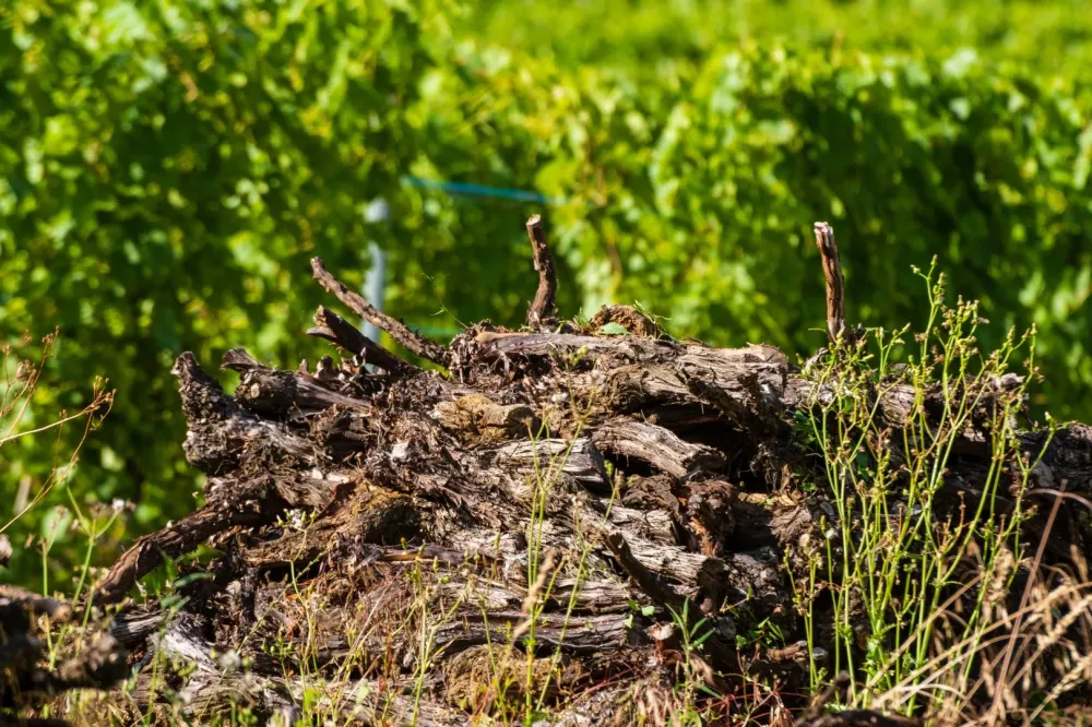 Arrachage de vignes près de Jonzac